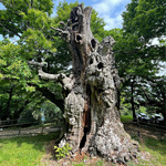 Alter ist Schönheit